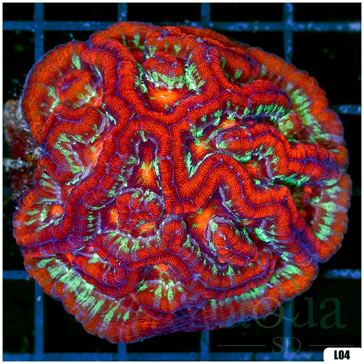 Ultra Symphyllia Wilsoni (Egg Crate Behind is 3 Squares = 2'')