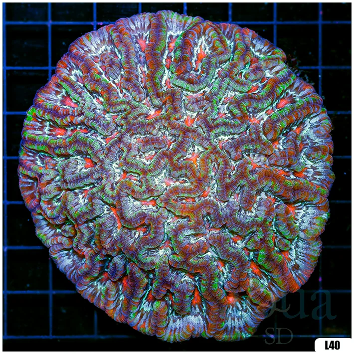 Ultra Symphyllia Wilsoni (Egg Crate Behind is 3 Squares = 2'')