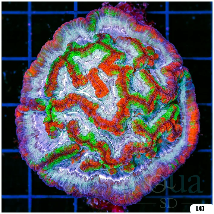 Ultra Symphyllia Wilsoni (Egg Crate Behind is 3 Squares = 2'')