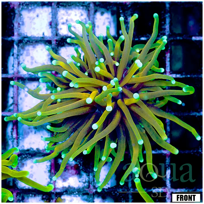 Unholy Grail Torch Coral