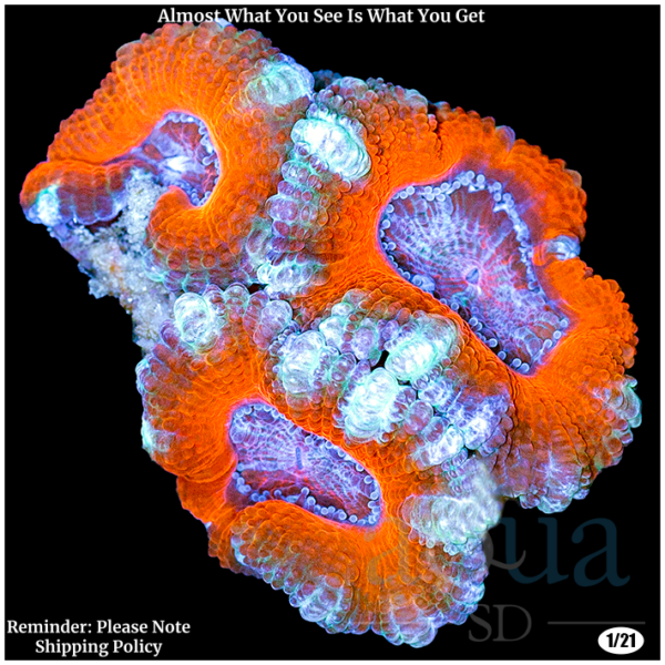 White Claws Acan