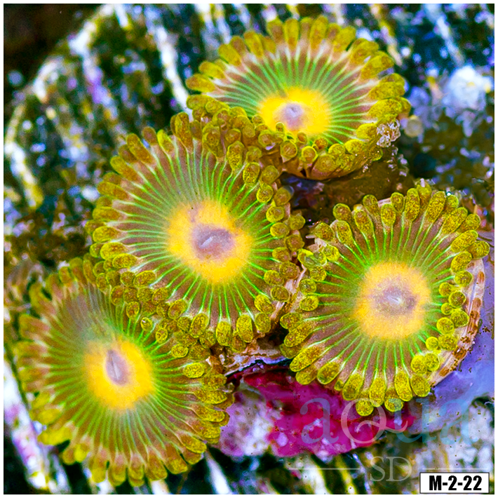 Wicked Lemon Zoanthids
