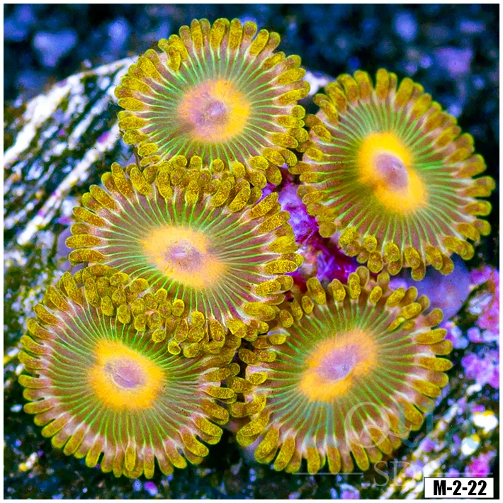 Wicked Lemon Zoanthids