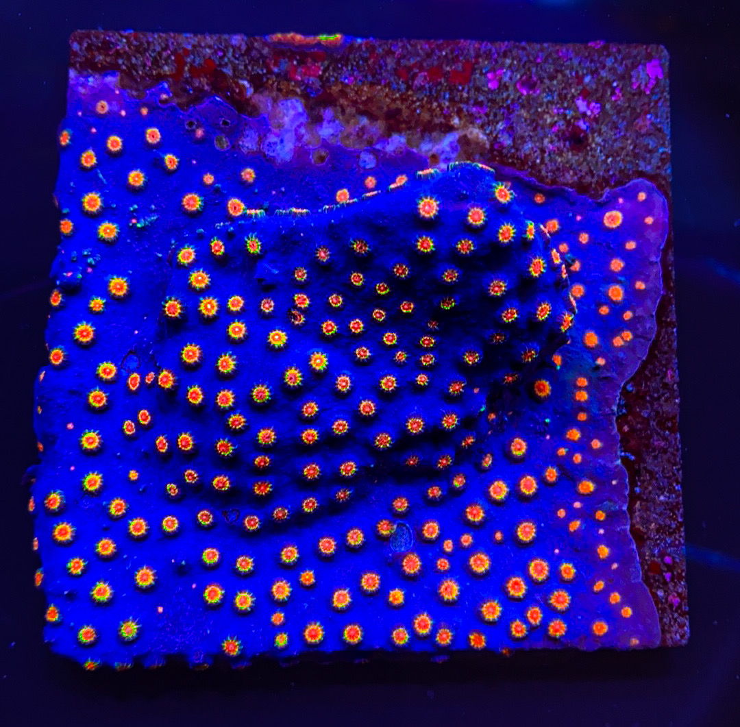 XL WWC Bizzaro Cyphastrea Colony PW81