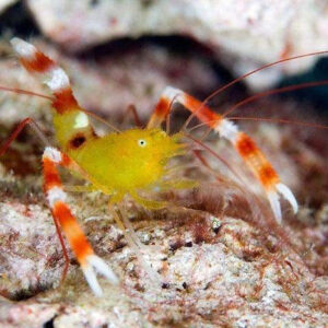 Gold Coral Banded Shrimp
