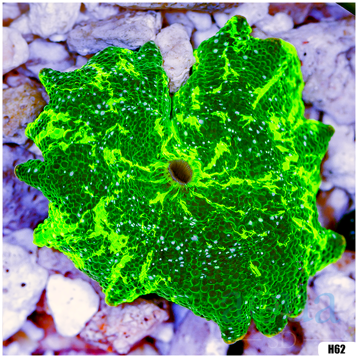 kryptonite jawbreaker mushroom