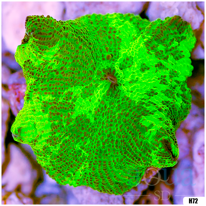 kryptonite jawbreaker mushroom