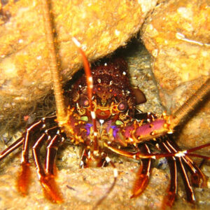 Orange Spiny Lobster