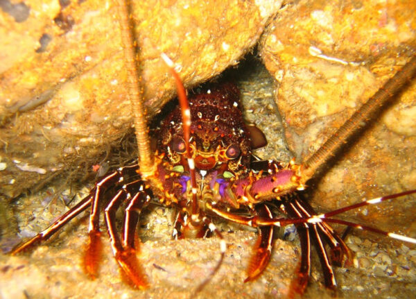 Orange Spiny Lobster