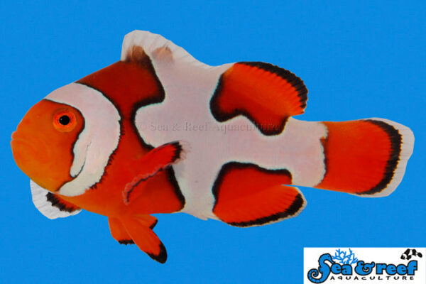 Premium Picasso Clownfish - Amphiprion percula