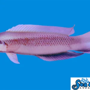 Indigo Dottyback