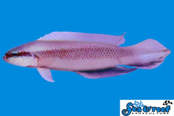 Indigo Dottyback