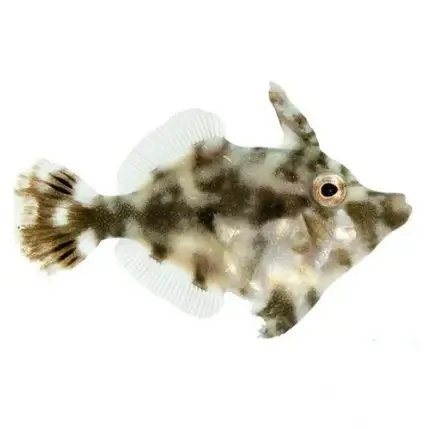aiptasia-eating-filefish