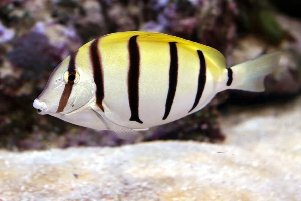 Convict Tang (SM)