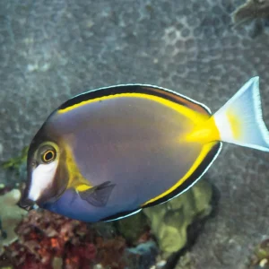 Powder Brown Tang  (Acanthurus leucosternon) (MED)