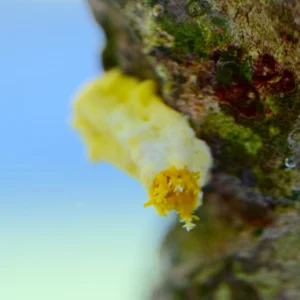 Yellow_Sea_Cucumber