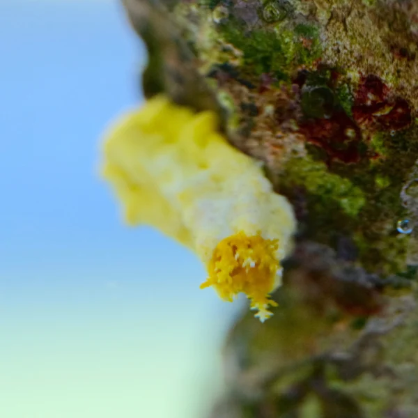 Yellow_Sea_Cucumber