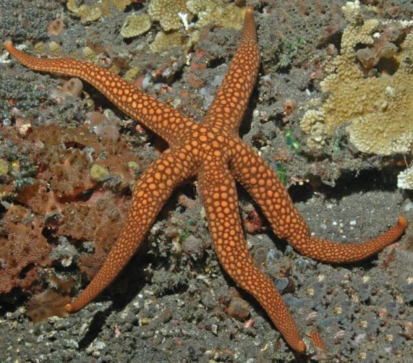 Aussie Starfish – Nardoa novaecaledoniae