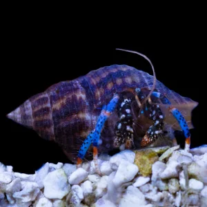 Blue Leg Hermit Crab