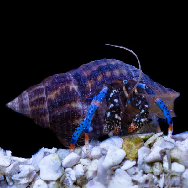 Blue Leg Hermit Crab