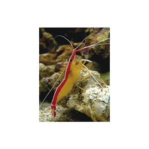 Cleaner Shrimp