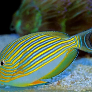 Clown Tang