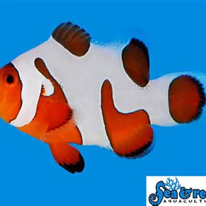 DaVinci Ocellaris Extreme - Amphiprion ocellaris