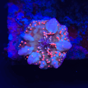 Dragon Lady Bounce Mushroom PW81