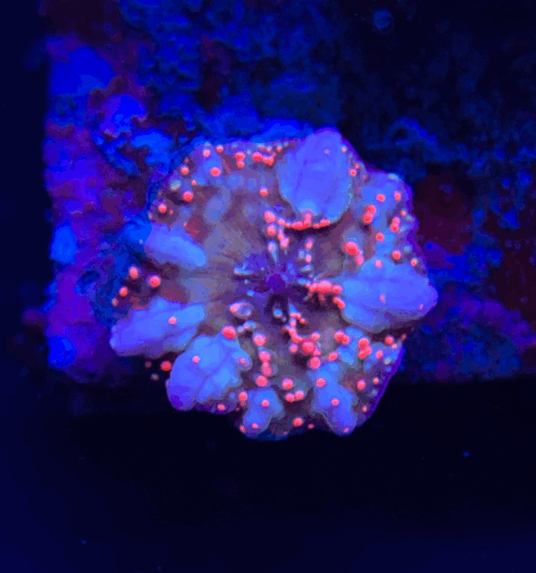 Dragon Lady Bounce Mushroom PW81