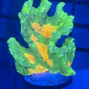 IW26 Collectors Space Invader Pectinia