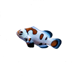 Photon Storm Clownfish – Amphiprion ocellaris