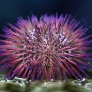 Purple Variegated Spiky Urchin (Lytechinus variegatus)