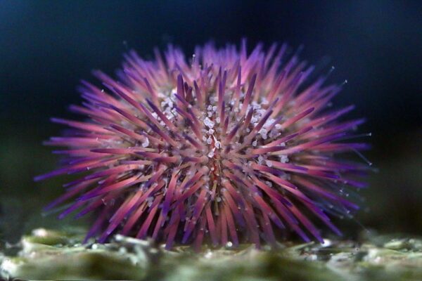 Purple Variegated Spiky Urchin (Lytechinus variegatus)