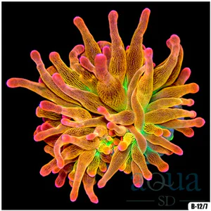 Rainbow Bubble Tip Anemone