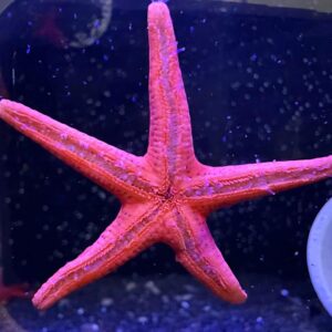 Red Fromia Starfish