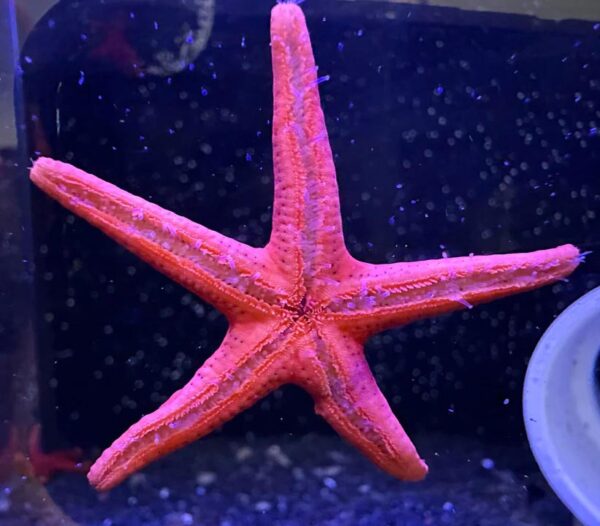 Red Fromia Starfish