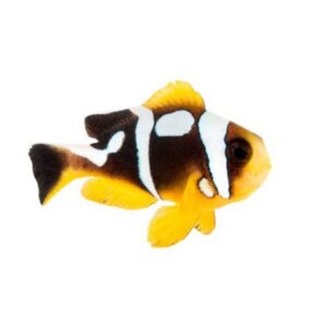 Spotcinctus Clownfish - Amphiprion bicinctus