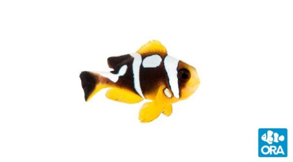 Spotcinctus Clownfish - Amphiprion bicinctus