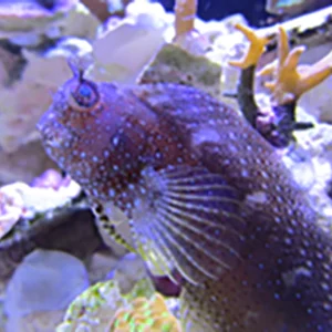 Starry Blenny