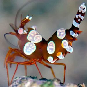 Sexy’-Shrimp