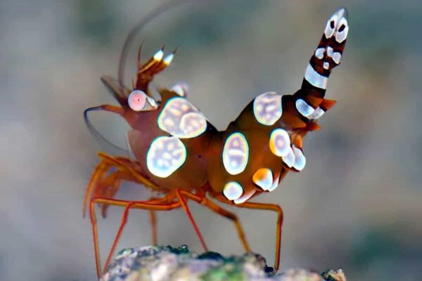 Sexy’-Shrimp