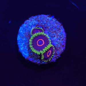 WWC Purple Heart PW81