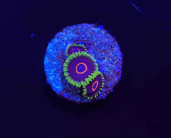 WWC Purple Heart PW81