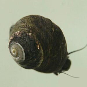 black-margarita-snail