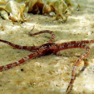 Brittle Starfish