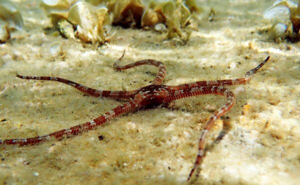 Brittle Starfish