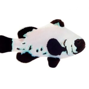 Black Frostbite Clownfish - Amphiprion ocellaris