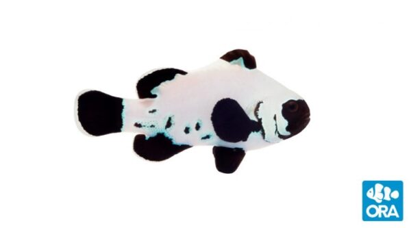 Black Frostbite Clownfish - Amphiprion ocellaris