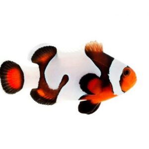 Mocha Gladiator Clownfish - Amphiprion ocellaris