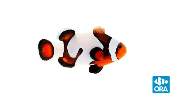 Mocha Gladiator Clownfish - Amphiprion ocellaris